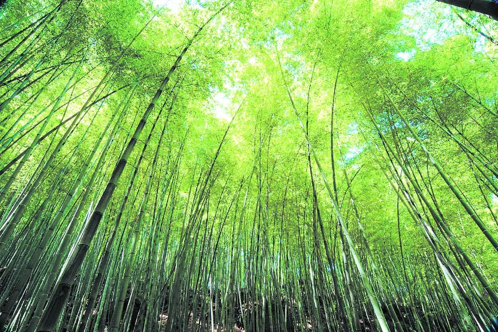 邛崍平樂蘆溝竹海.jpg