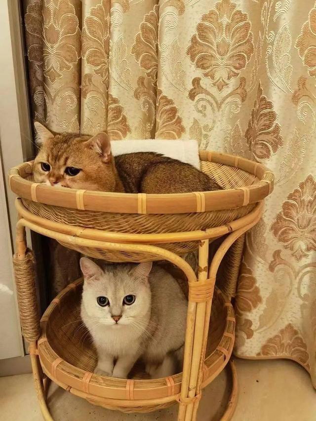 竹編貓窩.jpg