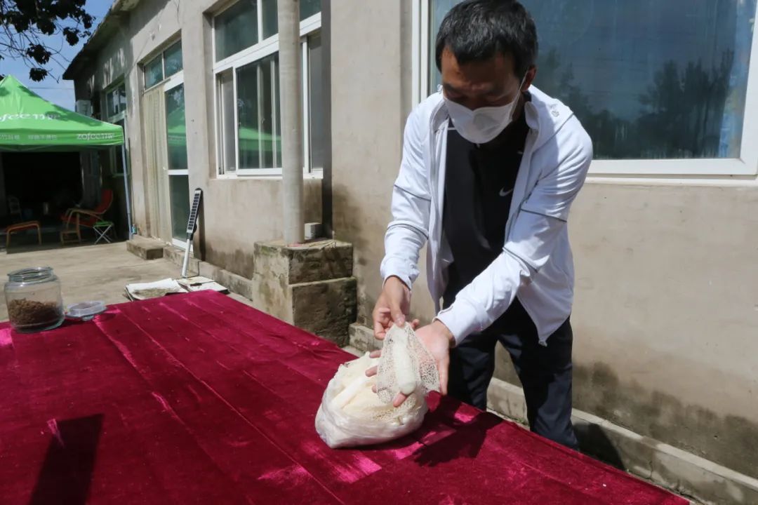順義區荒漠綠植研究中心工作人員展示采摘的新鮮竹蓀。.jpg